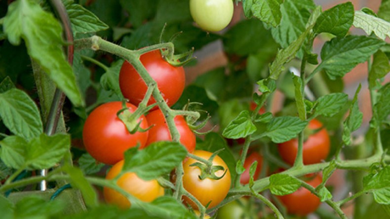 الإنتاج المحلي يفوق 8 ملايين قنطار سنويا.. وأسعار الطماطم تلتهب