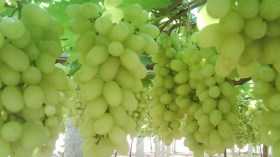 بومرداس الأولى وطنيا في إنتاج عنب المائدة