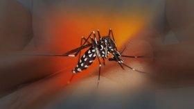 معهد باستور يؤكد رسميا.. بعوضة النمر عندنا!