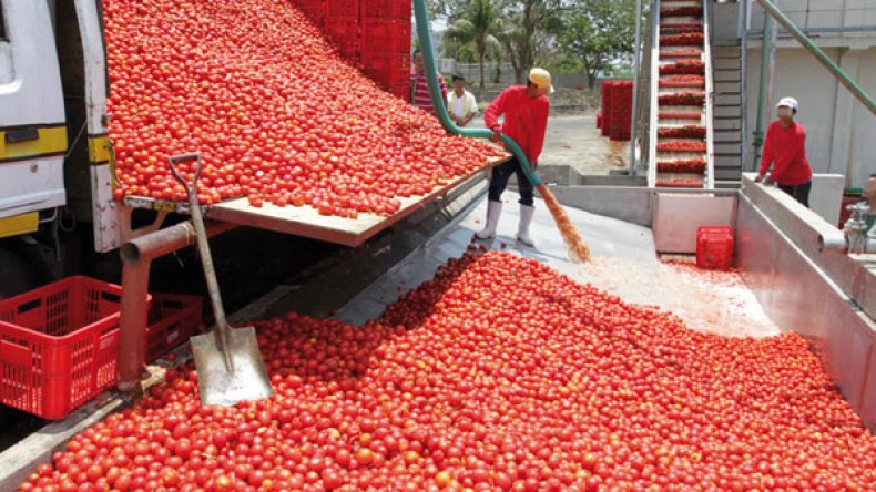 هذه مقترحاتي لإعادة بعث شعبة الطماطم الصناعية في الجزائر