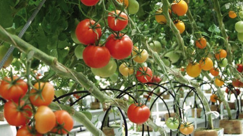 على الوزارة التدخل لحل مشاكل الفلاح مع البنوك