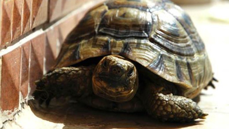 رواج تجارة السلاحف بسبب “السحر والشعوذة”