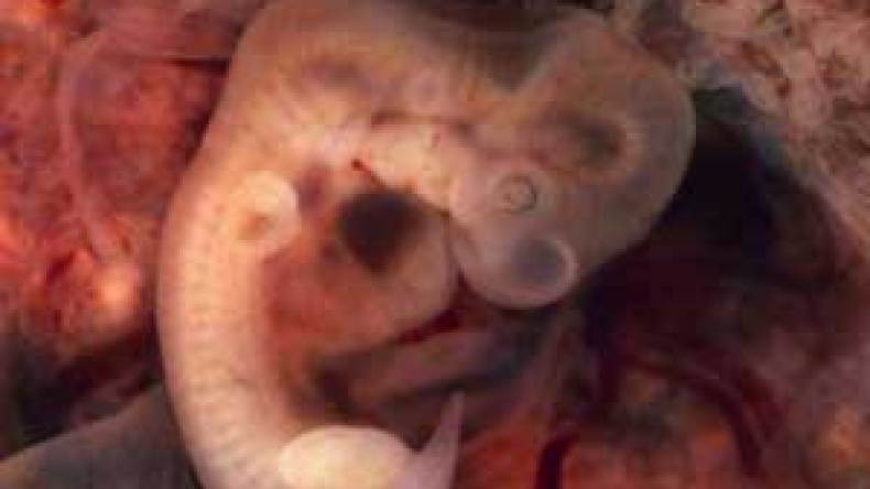 جنين هجين من بويضة بقرة والحامض النووي البشري