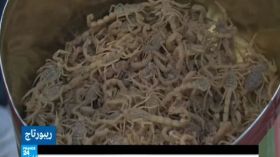 صيد العقارب في تونس طريقة لكسب المال