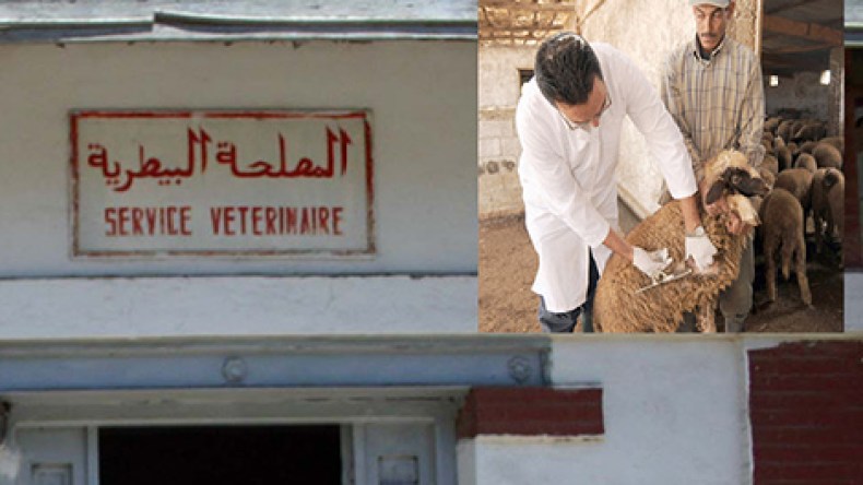 مواطنون يمتنعون عن فحص حيواناتهم