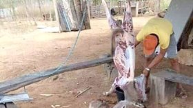 جزارون يذبحون حميرا ويبيعونه “مرقاز” في محلاتهم