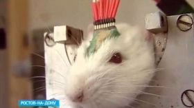 “فئران بوتين” أحدث سلاح للحرب الروسية ضد “داعش”