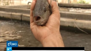 الضفة الغربية تنتج الأسماك من دون بحر!!