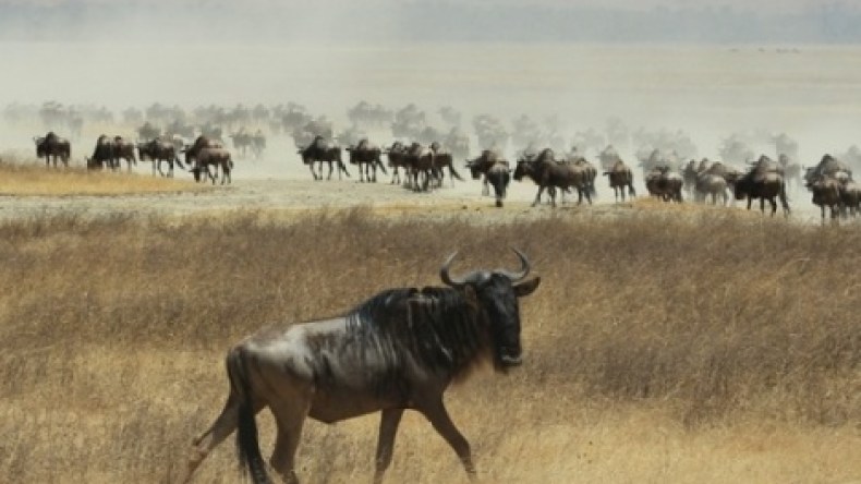 دراسة: تراجع أعداد كائنات الحياة البرية إلى النصف