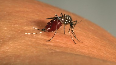 Algerians Express Fears After France First Zika Virus Case