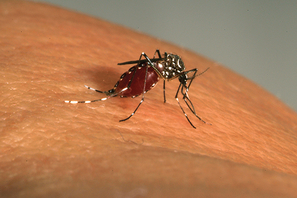 Algerians Express Fears After France First Zika Virus Case