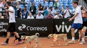 كلاب ضالّة لإلتقاط كرات التنس!؟