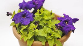 نباتات منزلية لديكور أنيق