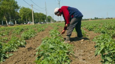 Algerian farmers call on government to avoid them bankruptcy