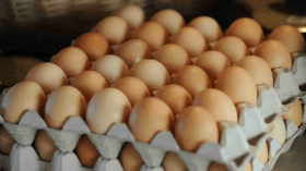 هزيمة الدلاع والبيض!