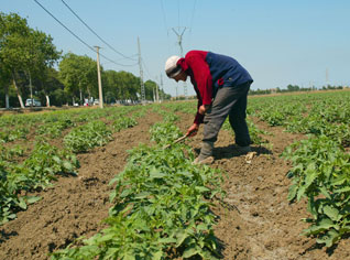 Algérie : des milliers d’agriculteurs menacés de faillite
