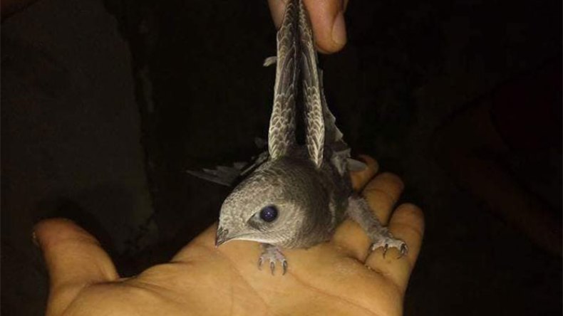 إمام مسجد بالبويرة يعثر بمسكنه على طير الأبابيل الذي ذكر في القرآن