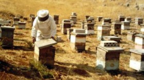 إصابة 200 خلية نحل بداء “الفارواز الحيواني” وإعلان حظر تجول للمربين