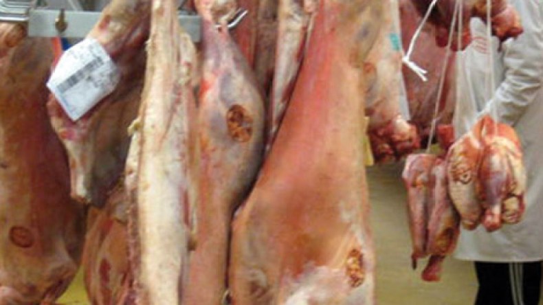 المذبح العصري بالكاليتوس يشرع في العمل بمقاييس عالمية