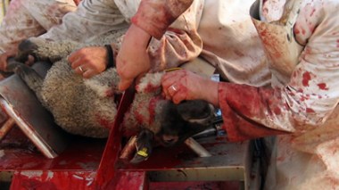 A la veille de l’Aïd: les vendeurs d’armes blanches sous l’œil de la police