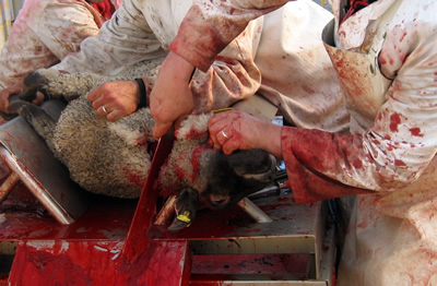 A la veille de l’Aïd: les vendeurs d’armes blanches sous l’œil de la police