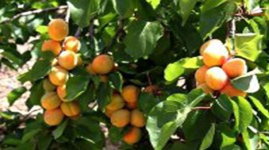 Une production de 400.000 quintaux d’abricots attendue à Batna