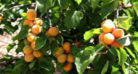 Une production de 400.000 quintaux d’abricots attendue à Batna