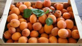 سعر المشمش بلغ 20 دينارا في عاصمته نڤاوس