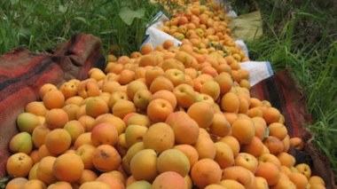 Des milliers de tonnes de tomate et d’abricot jettées à la décharge