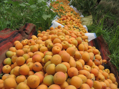 Des milliers de tonnes de tomate et d’abricot jettées à la décharge