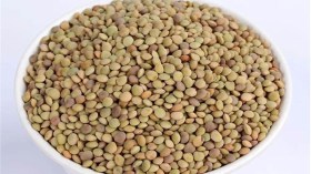 العدس “التيارتي” يدخل السوق الوطنية وينافس المستورد