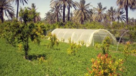 امتيازات جديدة للاستثمار الفلاحي عبر 10 ولايات في الجنوب