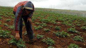 أمطار الربيع تنقذ الموسم الفلاحي