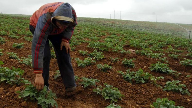 أمطار الربيع تنقذ الموسم الفلاحي