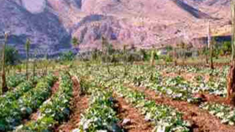 تنصيب‭ ‬لجان‭ ‬متابعة‭ ‬تحوّلات‭ ‬القانون‭ ‬الجديد‭ ‬لاستغلال‭ ‬الأراضي‭ ‬الفلاحية