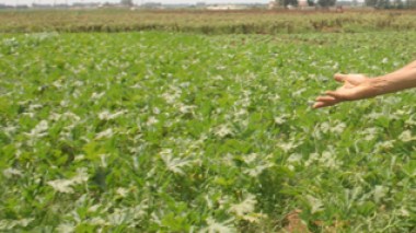 Des quintaux de farines agricoles entre les mains de trafiquants