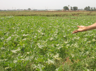 Des quintaux de farines agricoles entre les mains de trafiquants