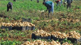 الدولة موّنت المستثمرات الفلاحية بـ 907 ألف قنطار من الأسمدة