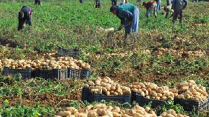 الدولة موّنت المستثمرات الفلاحية بـ 907 ألف قنطار من الأسمدة