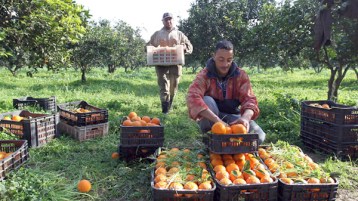 السيّد والخمّاس!