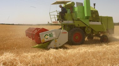 Algeria: Quarter of a million peasants excluded from drought-related compensations!