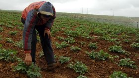 الموسم الفلاحي مرهون بأمطار مارس وأفريل!