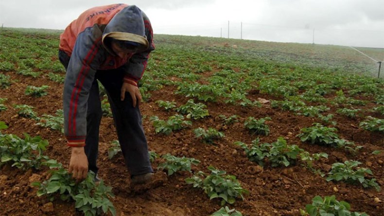 الموسم الفلاحي مرهون بأمطار مارس وأفريل!