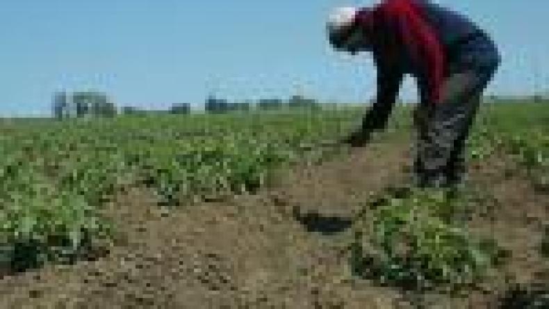 الفلاحون يحمّلون ديوان الحبوب مسؤولية رداءة المحصول