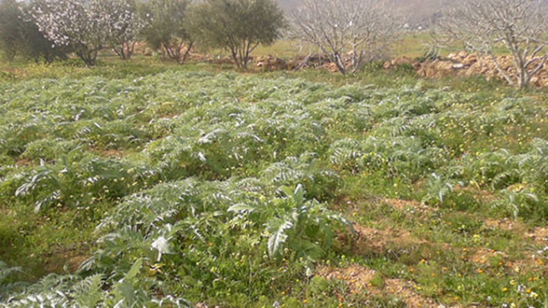 إتلاف محاصيل زراعية سُقيت بمياه قذرة بتمنراست