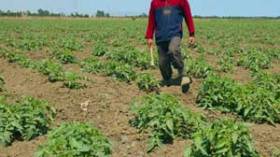 50 ألف مستثمر فلاحي مهدد بالمتابعة القضائية
