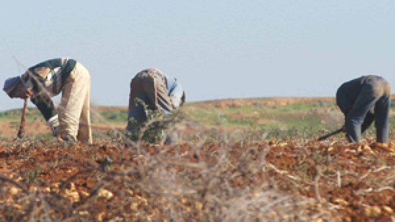عليوي: النشرة الجوية أهم للفلاحين من 18 وزيرا تداولوا على الوزارة