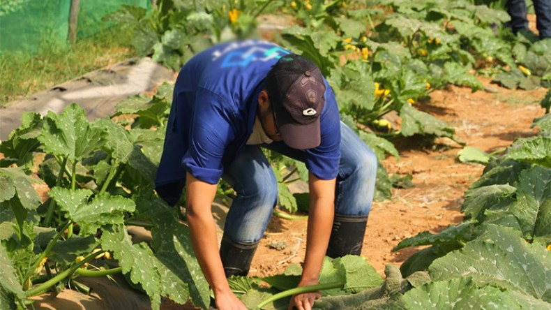مباركي: تكوين الموارد البشرية في الفلاحة أولوية الأولويات
