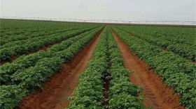 هذه مهام وصلاحيات ديوان تنمية الزراعة الصناعية بالصحراء