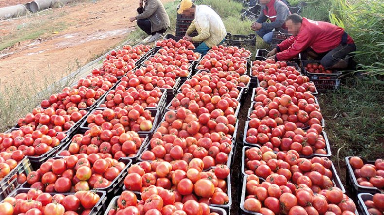 القطاع الفلاحي يساهم بنسبة 12.3 بالمائة من الناتج الداخلي الخام